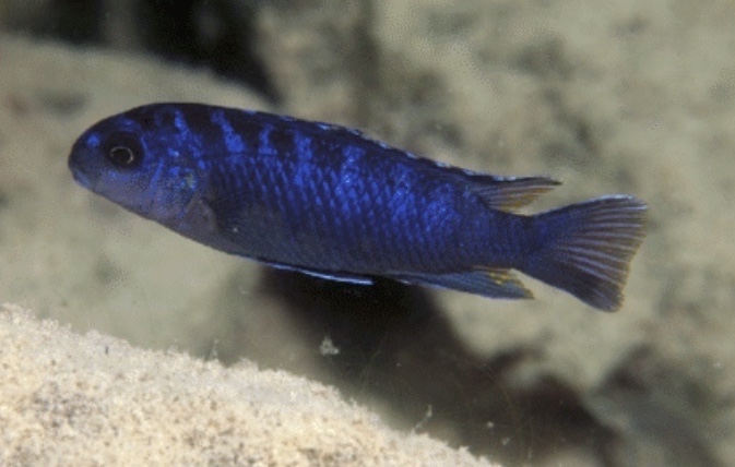 Tropheops kumwera 'Boadzulu Island'